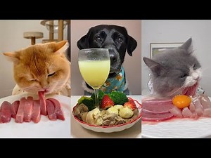 Dog eating food funny video. pet eating food. cat eating food. 小狗吃饭的视频，小猫吃美食，宠物喜欢吃什么食物？
