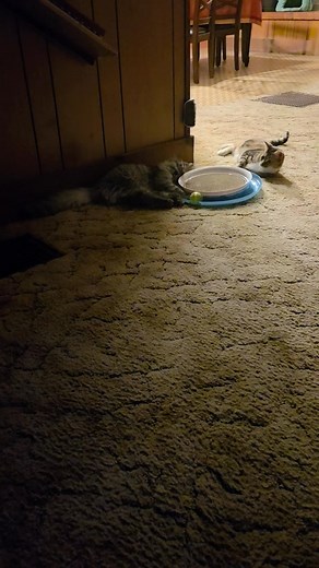  Lazy Playtime Vibes  My Maine Coon and Calico have officially...