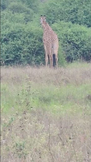 Majestic Giraffe Feeding in the African Bush