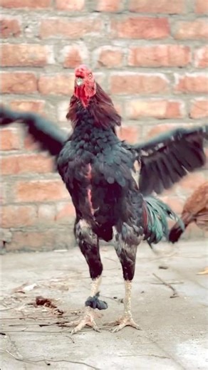 #murga #bazi 💕🫶🏻