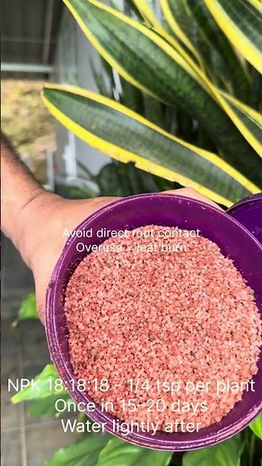 Aglaonema Care Guide | Watering, Light and Fertilizer