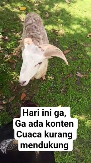 salam ternak, jangan patah semangat gass terus#domba