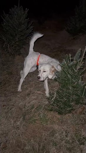 1 Year Old English Setter Pointing!!! #birddog #englishsetter #quailhunting #hunting
