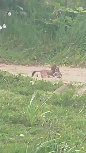 Not often captured on film – a stoat carrying a rat back to its den.
