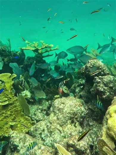 Coral Reef Paradise of coral and coral reef fish #coralscape #coral #coral reef #arrecifedecoral