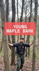 11K views · 2.3K reactions | Red maple (Acer rubrum) and sugar maple (Acer saccharum) are two of the most important maples in the Eastern US. Though they differ in many respects, telling the two apart by young bark, alone, can be challenging at first. Soon, you’ll be surprised it was ever difficult! . #tree #trees #plant #plants #botany #garden #gardening #Forest #forestry #arborist #dendrology #horticulture | Levitreeschool | Facebook