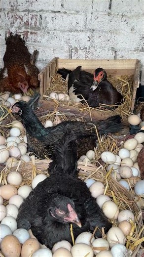 12 aseel hens hatching many eggs together