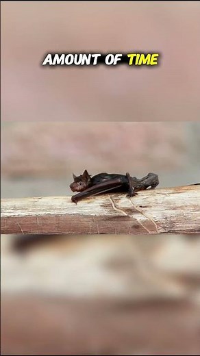Top Ten Endemic Animals of New Zealand: The Lesser Short-Tailed Bat