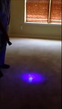 How to find pet urine stains using a UV Flashlight