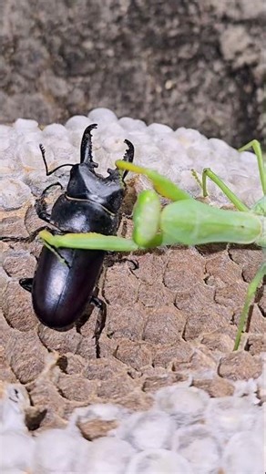 Stag Beetle Overpowers Praying Mantis"
