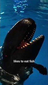 The Truth About Whales 🐋 | Amazing Ocean Facts You Didn't Know!