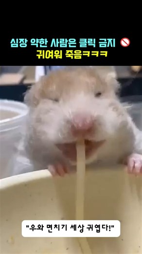 심장 약한 사람은 클릭 금지 🚫 귀여워 죽음 #햄스터 #햄스터귀여운영상 #햄스터모음 #골든햄스터 #드워프햄스터 #햄스터먹방 #반려동물 #웃긴동물영상 #햄스터일상 #쇼츠