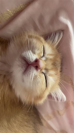 Squishy Pickles Featuring Mr. Pickles the Cat