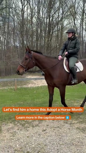 Adoptable Greys the Boy truly is magnificent ✨🐴 #AdoptaHorse Month https://bit.ly/4twxRkL