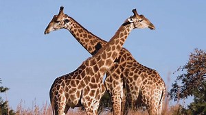 25 amazing things you probably didn't know about Africa