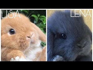 Lisa or Lena (animals)