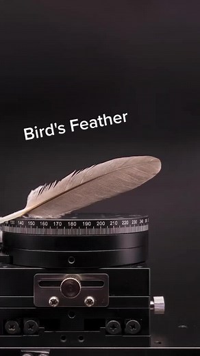 Discover the Beauty of Bird's Feather through Macro Photography