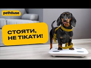 How to properly measure an animal