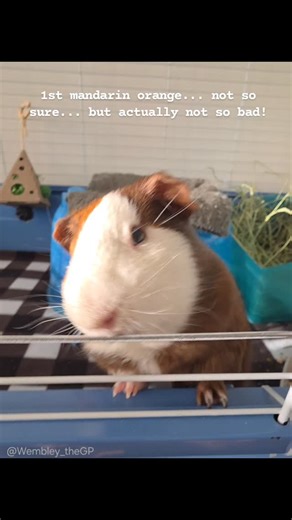 Wembley 💛 on Instagram: "Ok ok... it was a little weird, but not so bad afterall! 🍊 #mandarinorange #guineapigsofinstagram #guineapiglife #furbaby #omnomnom"