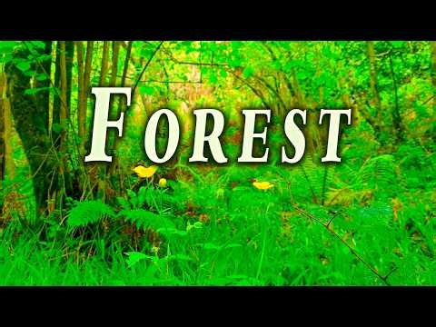 Forest Sound Healing 🌿 Energy Cleanse Fresh Morning Meditation 🌳 Healing Frequency Forest Therapy