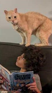 Senior street cat gets adopted