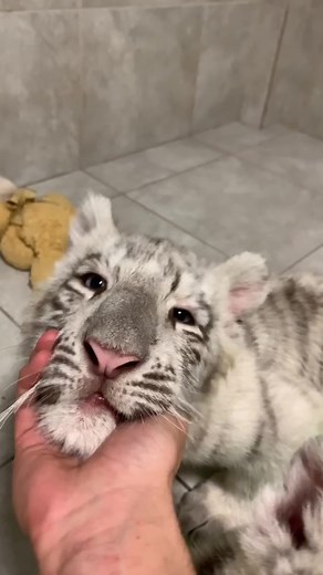 Chin scratches for the tiger kids 🐯 #Zwfmiami #walkitback #eyeslipsface #LikeNancyDrew #sweaterweather #animals #monkey #tiger #viral