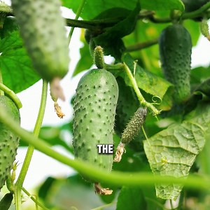 63K views · 2.8K reactions | 5 Tips Growing Cucumber勒 | Spicymoustache | Facebook