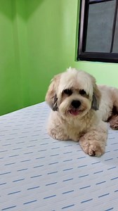 Room tor with freebie na surot | Aesthetic Furmom