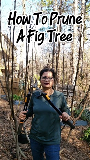 Pruning A Fig Tree, Step-by-Step Guide🌳✂️