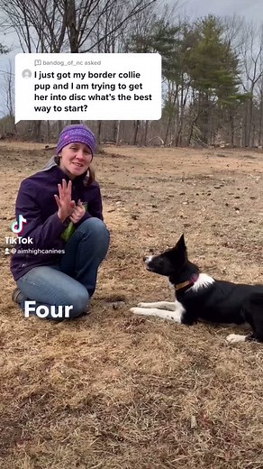 Four Steps to Start Your Dog in Frisbee Training