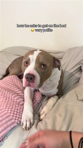 such a good boy 😭🫶🏼 #dogtok #dogsoftiktok #fyp #bullybreeds | Dog Of TikTok