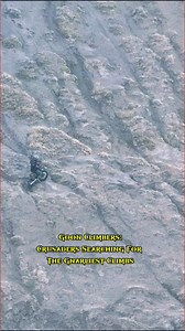 527K views · 10K reactions | The Hill Climb Movement Is Here #hillclimb #goonclimbers #freeridehillclimb #hillclimbmovement | Goon Climbers | Facebook