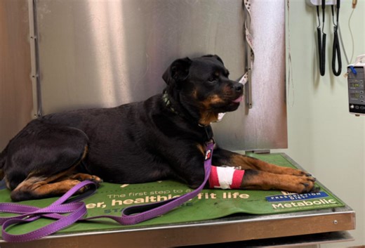 Dog recovering after antifreeze poisoning: What symptoms to look for