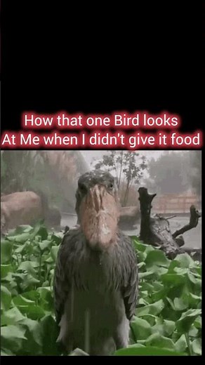 I'm cooked #remix #song #music #memes #butifyoucloseyoureyes #butifyoucloseyoureyes #funny