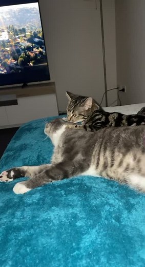 9 Lives Cat Rescue on Reels