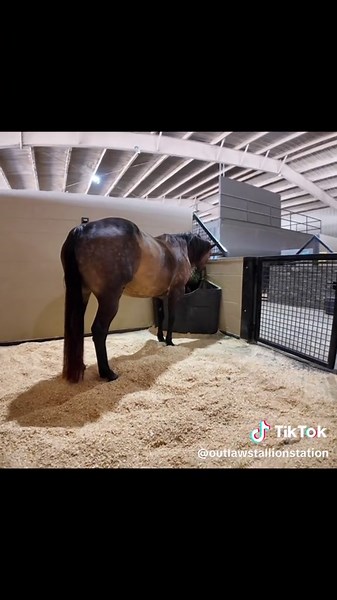 Outlaw Stallion Station on TikTok