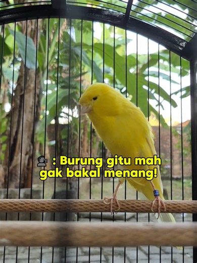 “Yakin burung kaya gini nggak bakal menang? Dirawat pelan-pelan, tanpa buru-buru. Lewat pakan yang tepat, rawatan konsisten, dan proses yang nggak instan, hasilnya mulai kelihatan. Kita spill dikit perjalanan dan ceritanya ya… karena di dunia burung, yang konsisten biasanya yang bertahan.” #PerjalananKenari #RawatanKonsisten #CeritaAviary #ProsesTidakInstan #JavaAviary