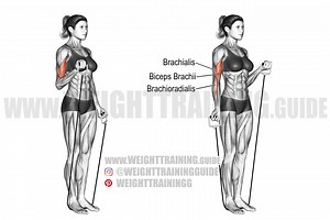 Alternating band biceps curl exercise instructions and video