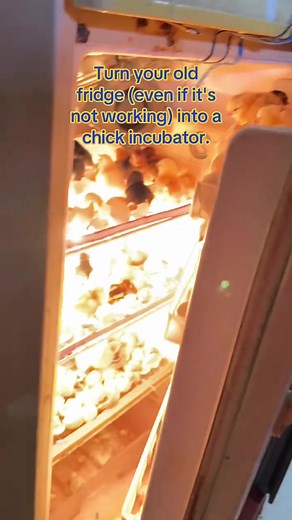 Transform Your Old Fridge into a Chick Incubator