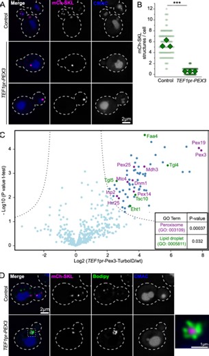 Pex3 promotes formation of peroxisome-peroxisome and peroxisome-lipid droplet contact sites - Scientific Reports
