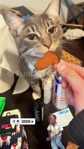 Camera Caught the Funniest Cat Moment Ever! | Funny Times 😂 #catshorts