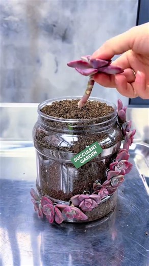 Amazing Plastic Bottle Upcycling for Succulent Decor! ♻️🌵