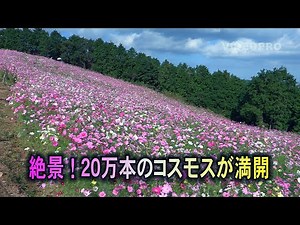 絶景！２０万本のコスモスが満開