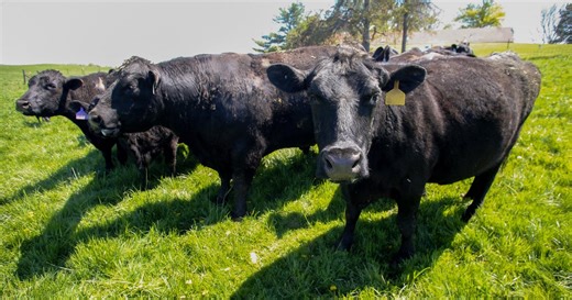 Soybean farmers say cattle income now at risk