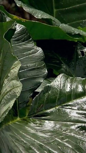 This sound puts me to sleep in 5 minutes 🌿🌧️ #sleepsounds