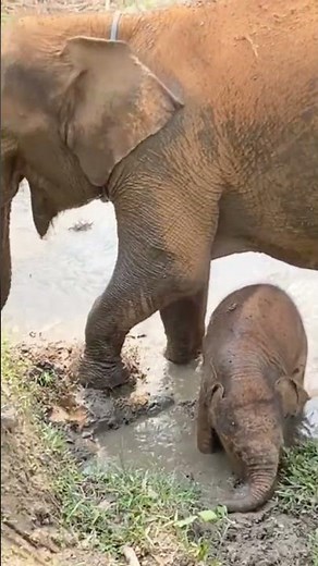 Funny Baby Elephant Playing in the Mud😍 || Adorable and Playful Elephant Moments #funnyanimals