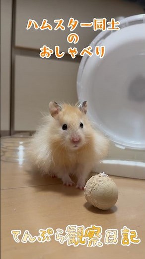 【ハムスターの鳴き声】 #ハムスター #ゴールデンハムスター #ハムスターのいる生活 #ハムスターのいる暮らし #かわいい #可愛い #ハムスターの日常 #hamsters #鳴き声