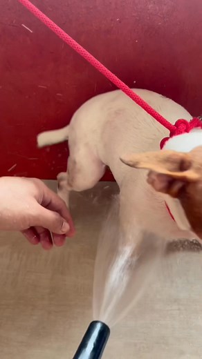 107K views · 2.2K reactions | Grabe eto lang pala ang sagot sa mga skin issues ng ating mga Fur Babies Titktok Shop https://www.tiktok.com/@tristanhuertas?_t=8qJ08iJ9Axw&_r=1 Shopee shopee.ph/milonfriends | Milo & Friends | Facebook