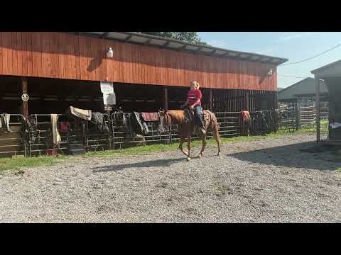 82- roan QH gelding 3yr old 14.3H $2500