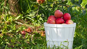 It's apple picking season in Ohio. Here's where to find a U-Pick apple orchard near you